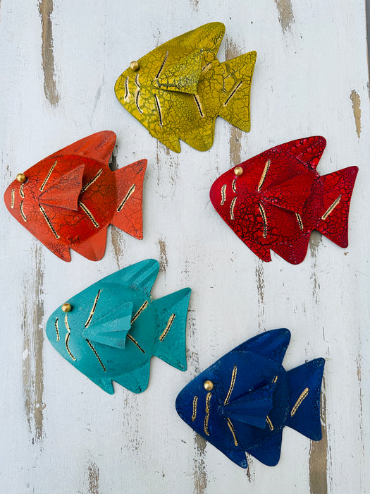 aerial view of set of 5 assorted rainbow fish