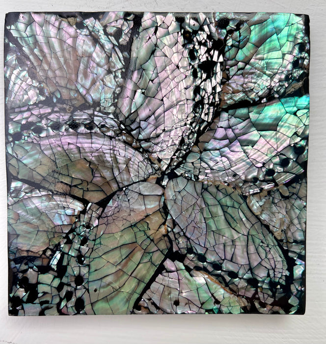 Single Shell Coaster  - Black Flower